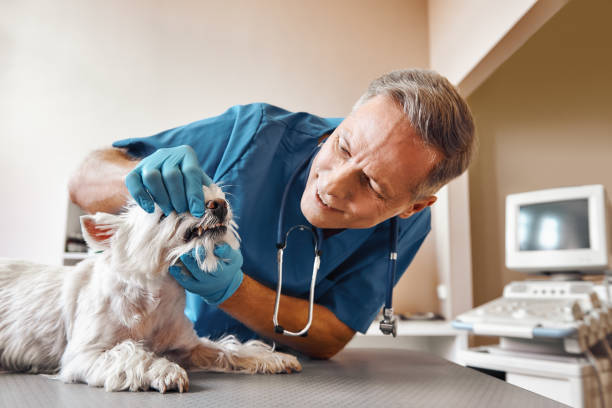 Best Emergency Root Canal Treatment in Norton, OH